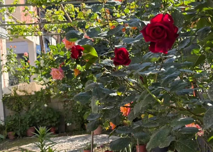 Shtepia Me Lule 3* Përmet